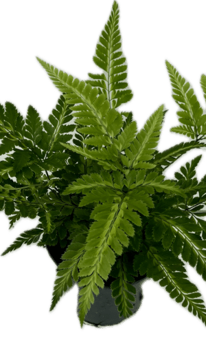 4" Fern East Indian