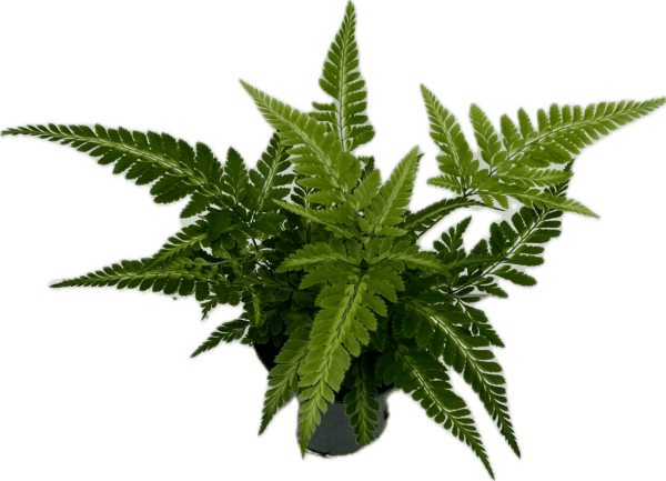 4" Fern East Indian