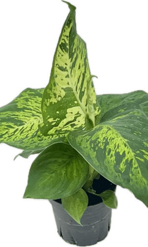 4" Dieffenbachia  Mars