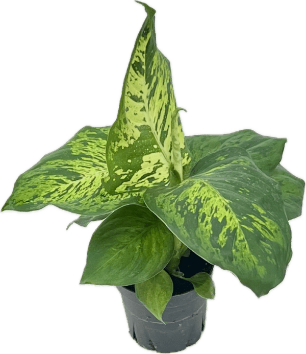 4" Dieffenbachia  Mars