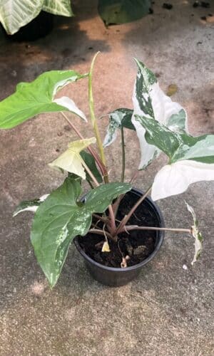 4" Syngonium Albo