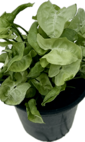 4" Syngonium Snow Country