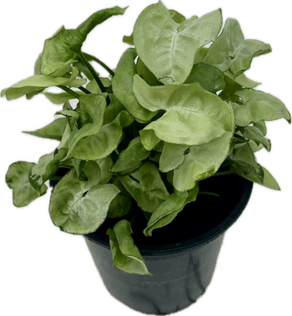 4" Syngonium Snow Country