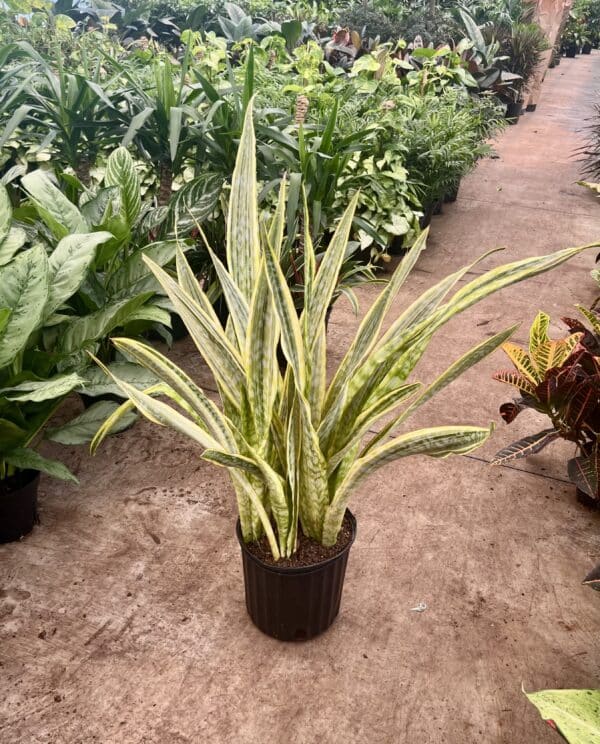 10" Sansevieria Yellowstone