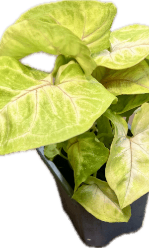 3" Syngonium Gold  Allusion
