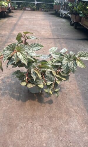 6" Begonia Snow Capped