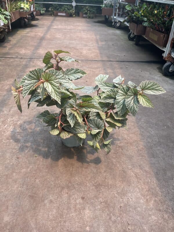 6" Begonia Snow Capped