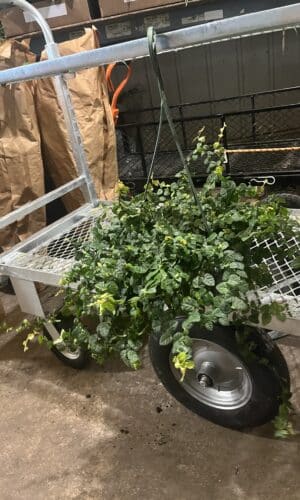 8" HB Creeping Fig
