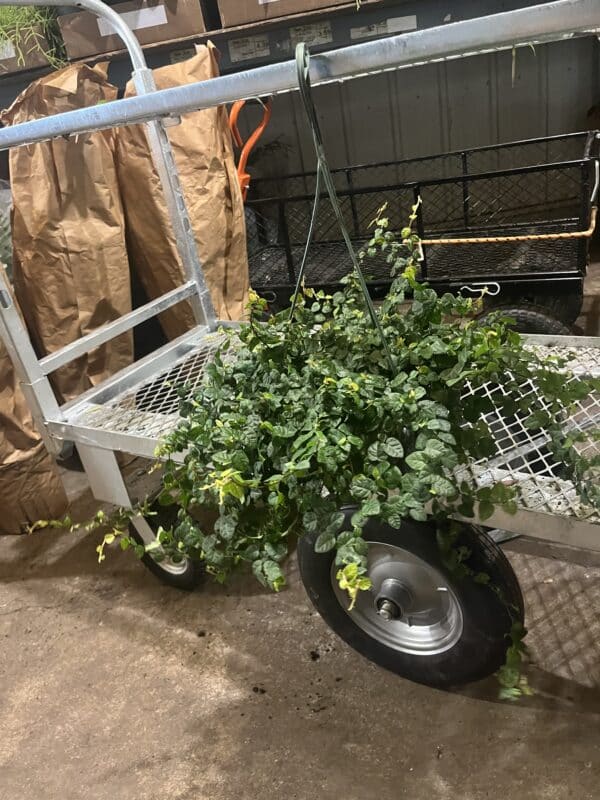 8" HB Creeping Fig