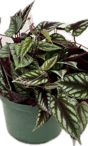 6" Cissus Discolor