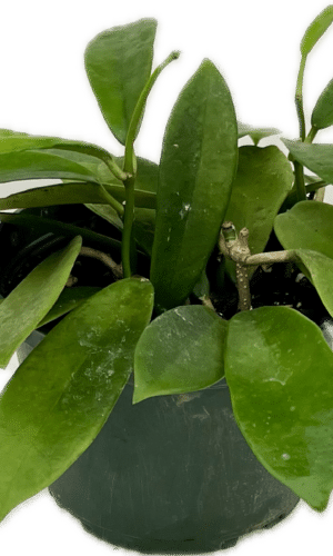 6" Hoya Meliflua
