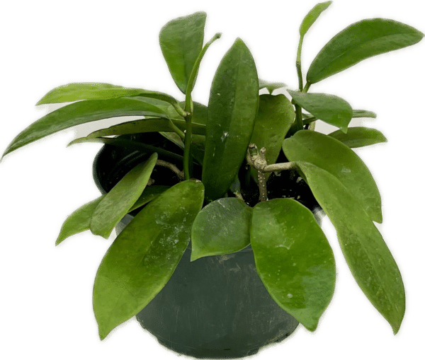 6" Hoya Meliflua