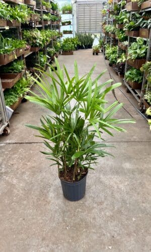 8" Palm Rhapis