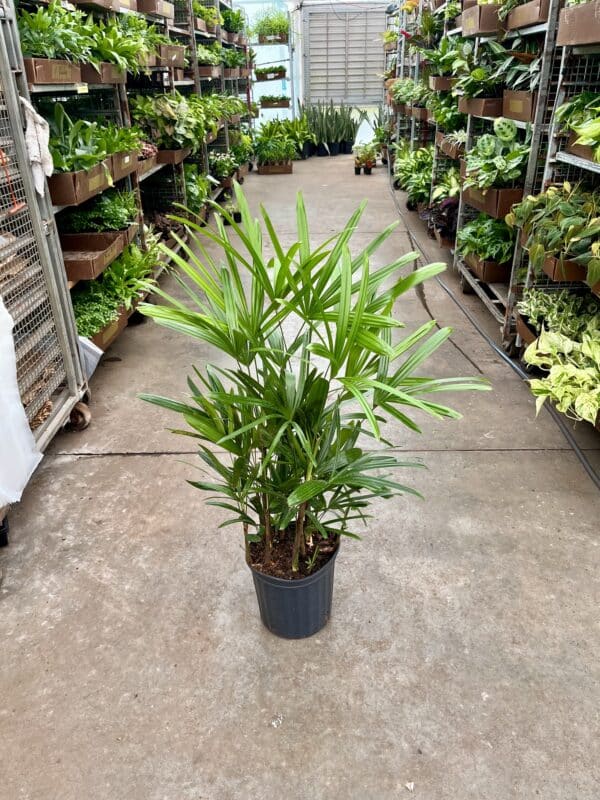 8" Palm Rhapis