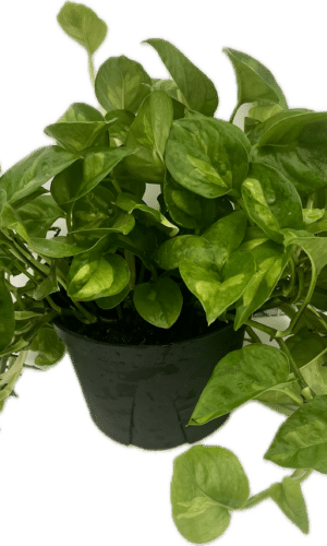 6" Pothos Global Green Tub