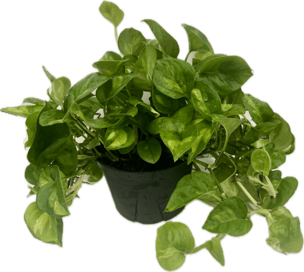 6" Pothos Global Green Tub