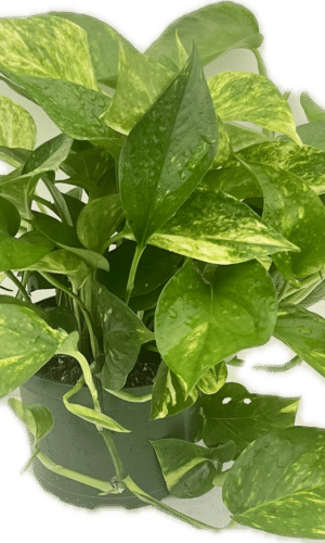 6" Pothos Golden Tub