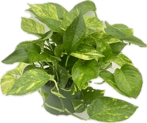 6" Pothos Golden Tub