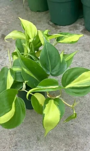 4" Philodendron Brazil