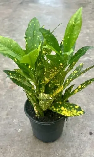 4" Croton Gold Dust