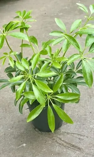 4" Arb