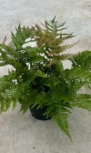 6" Fern Autumn