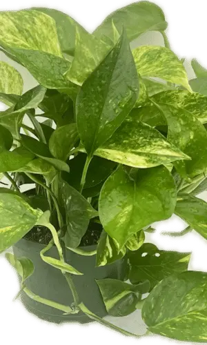 6" Pothos Golden Tub
