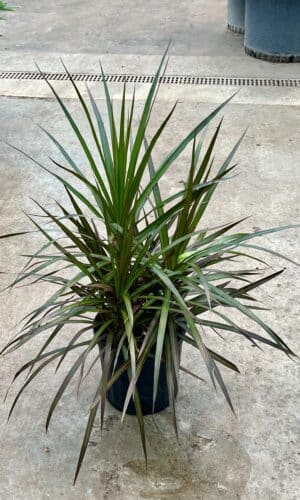 8" Margi Tips