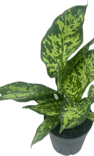 6" Dieffenbachia Military