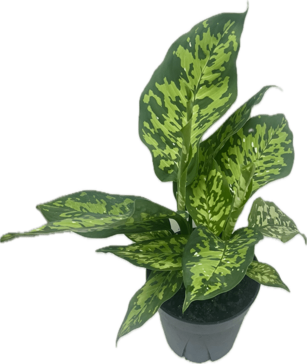 6" Dieffenbachia Military