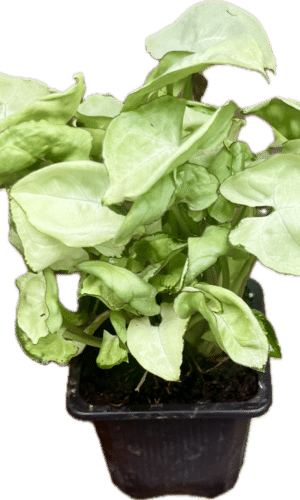 3" Syngonium Snow Country