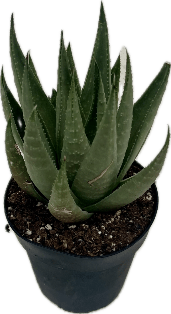 4" Haworthia Savanna