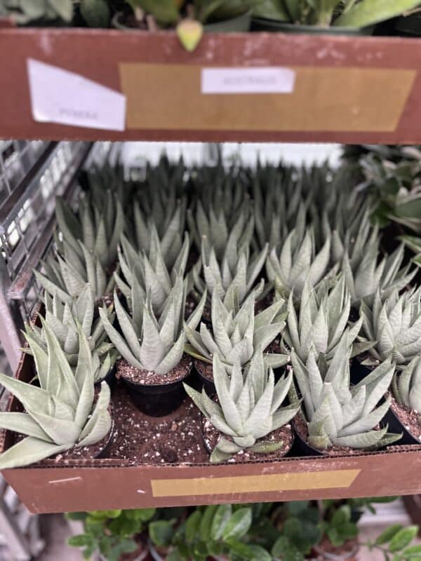4" Haworthia Savanna - Image 2