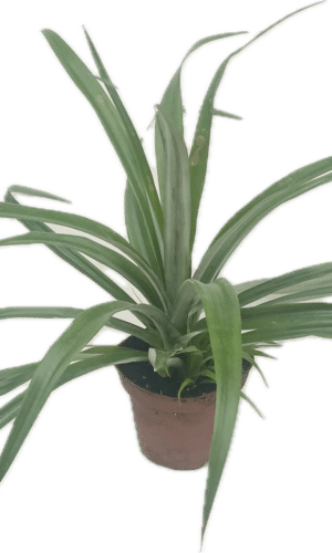 4" Pineapple