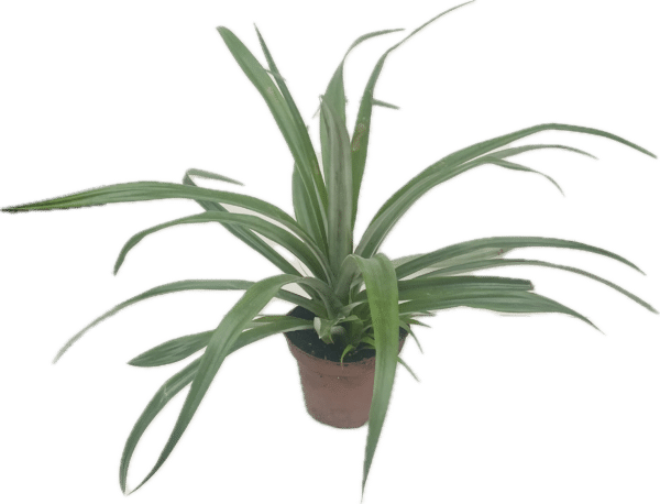 4" Pineapple