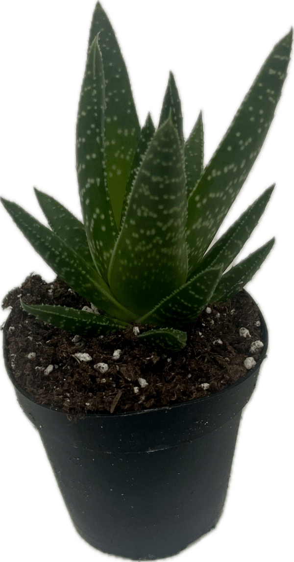 4" Gasteria Wolfgang