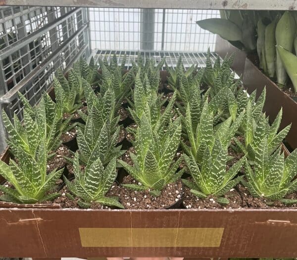 4" Gasteria Wolfgang - Image 2