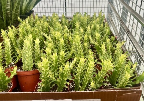 4" Euphorbia Trigona Variegated - Image 2