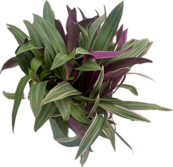 6" Rheo Bicolor