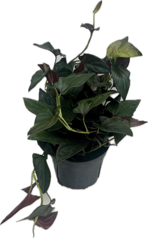 6" Syngonium Red Arrow