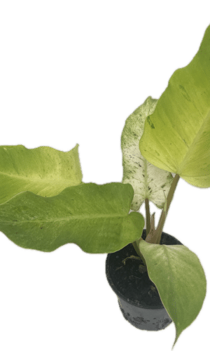 4" Philodendron Snow Drift
