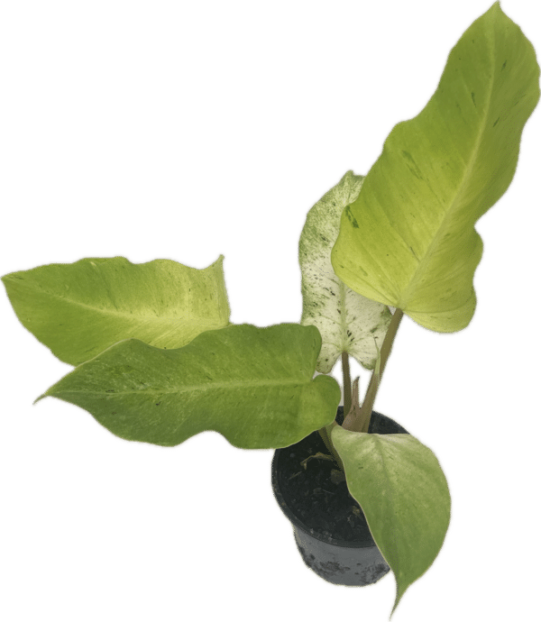4" Philodendron Snow Drift