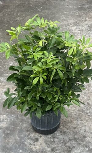 8" Arb Butterball Bush