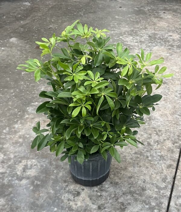 8" Arb Butterball Bush