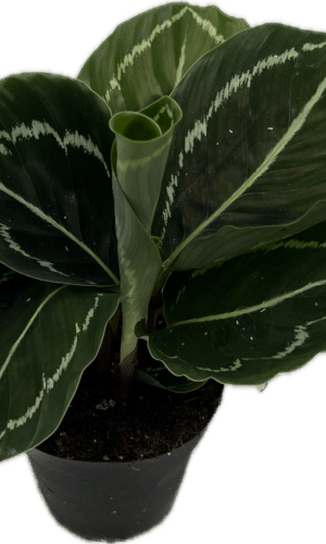 4" Calathea Green Lipstick