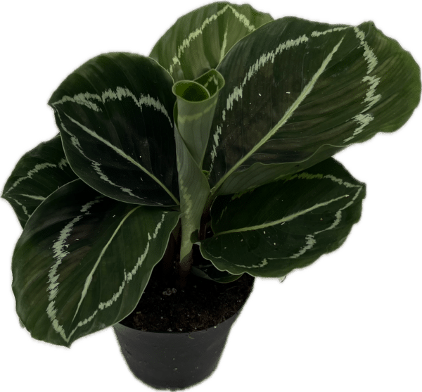 4" Calathea Green Lipstick
