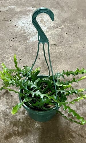 8" HB Cactus Ric Rac