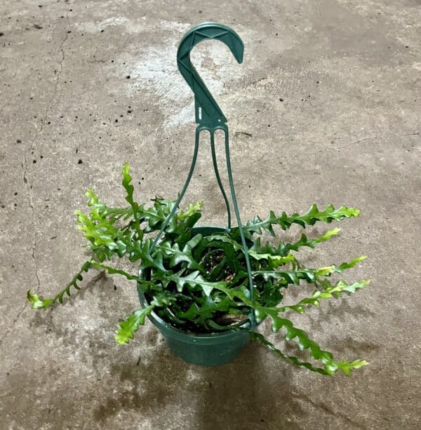 8" HB Cactus Ric Rac