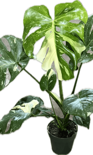 6" Monstera Thai Con