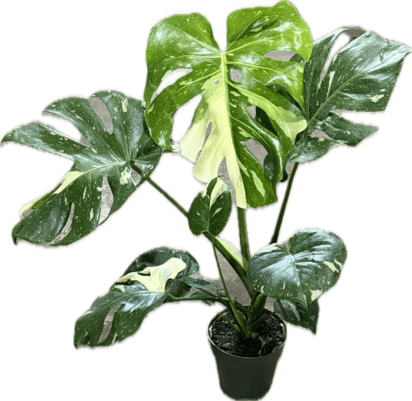6" Monstera Thai Con